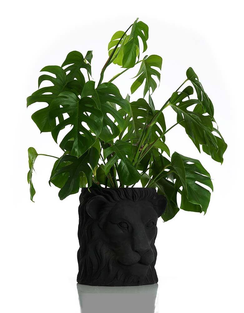 lion pot black big expo 1 copy