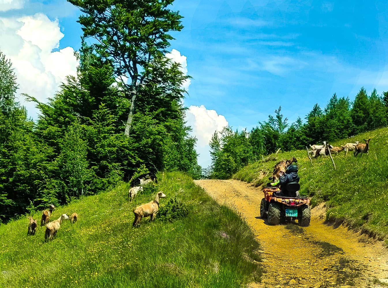 Cetvorotoskaci i koze