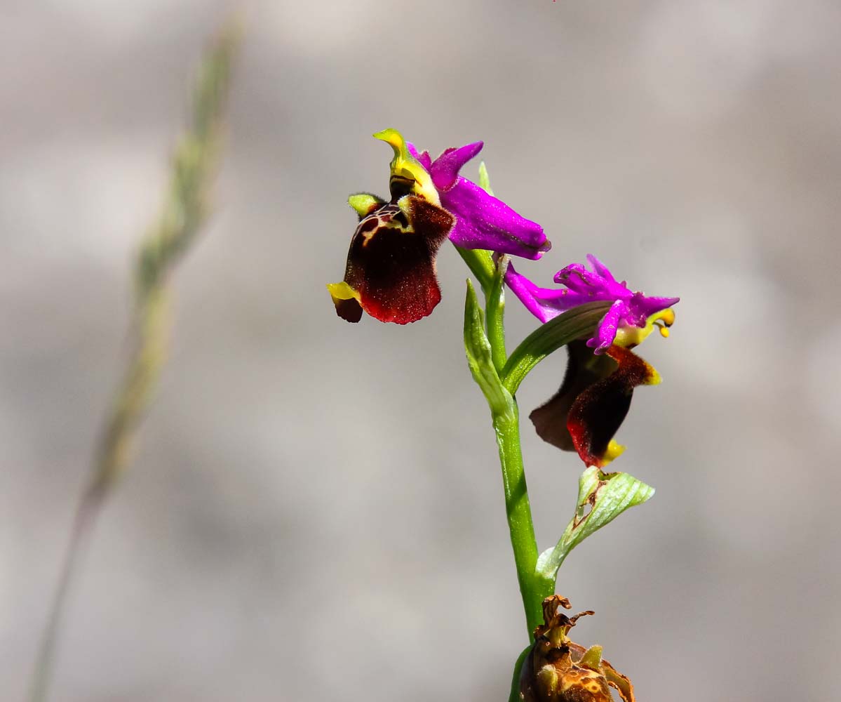 Dinarska pcelica ophrys dinarica