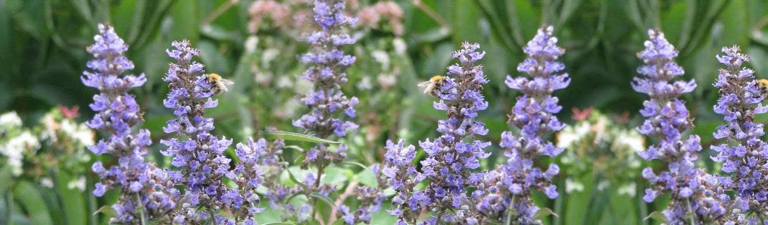 V5 Vitex agnus castus 1700x500