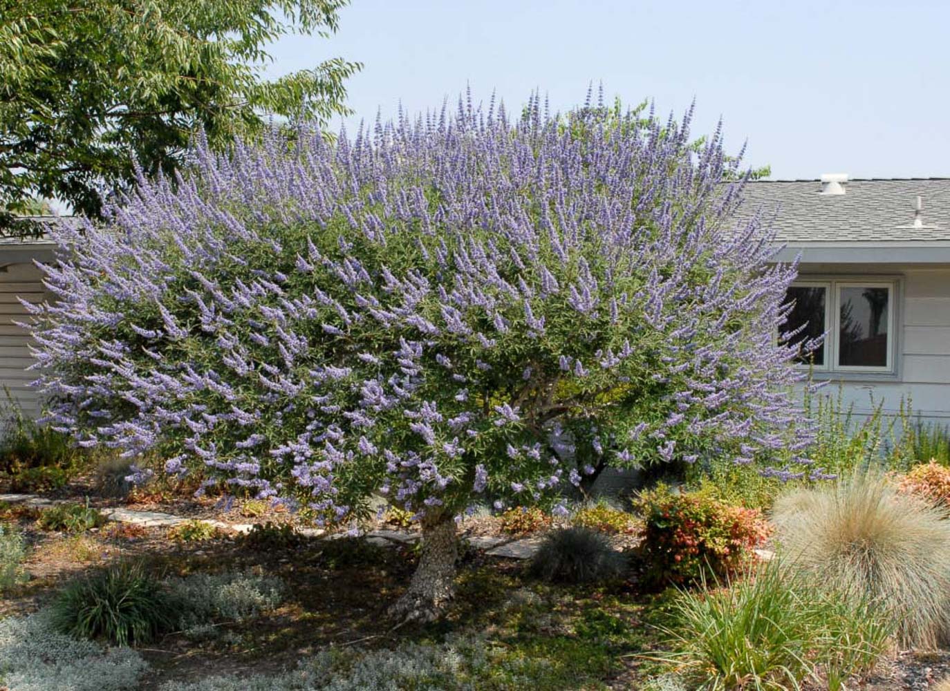 Vitex angus castus 4 1024x819