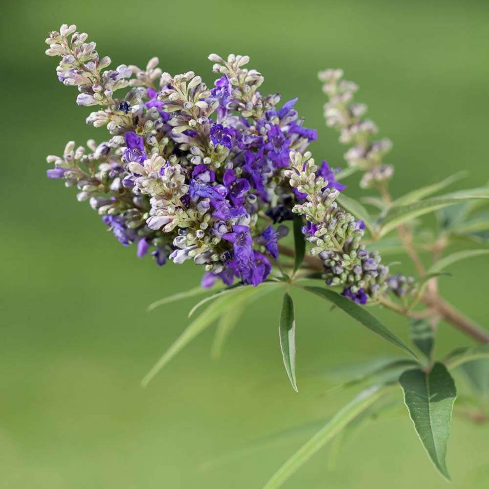 vitex agnuscastus blue puffball