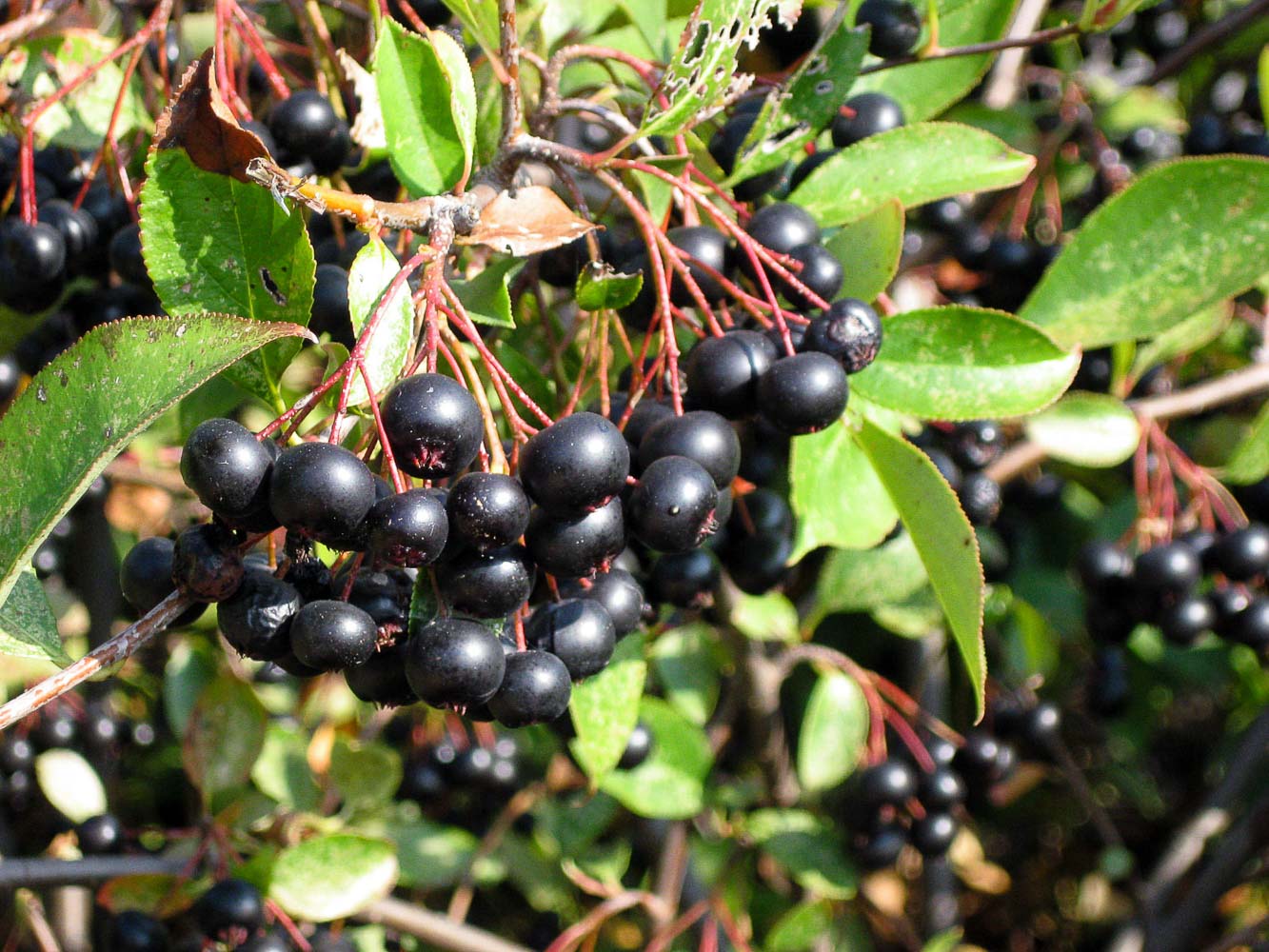 black chokeberry