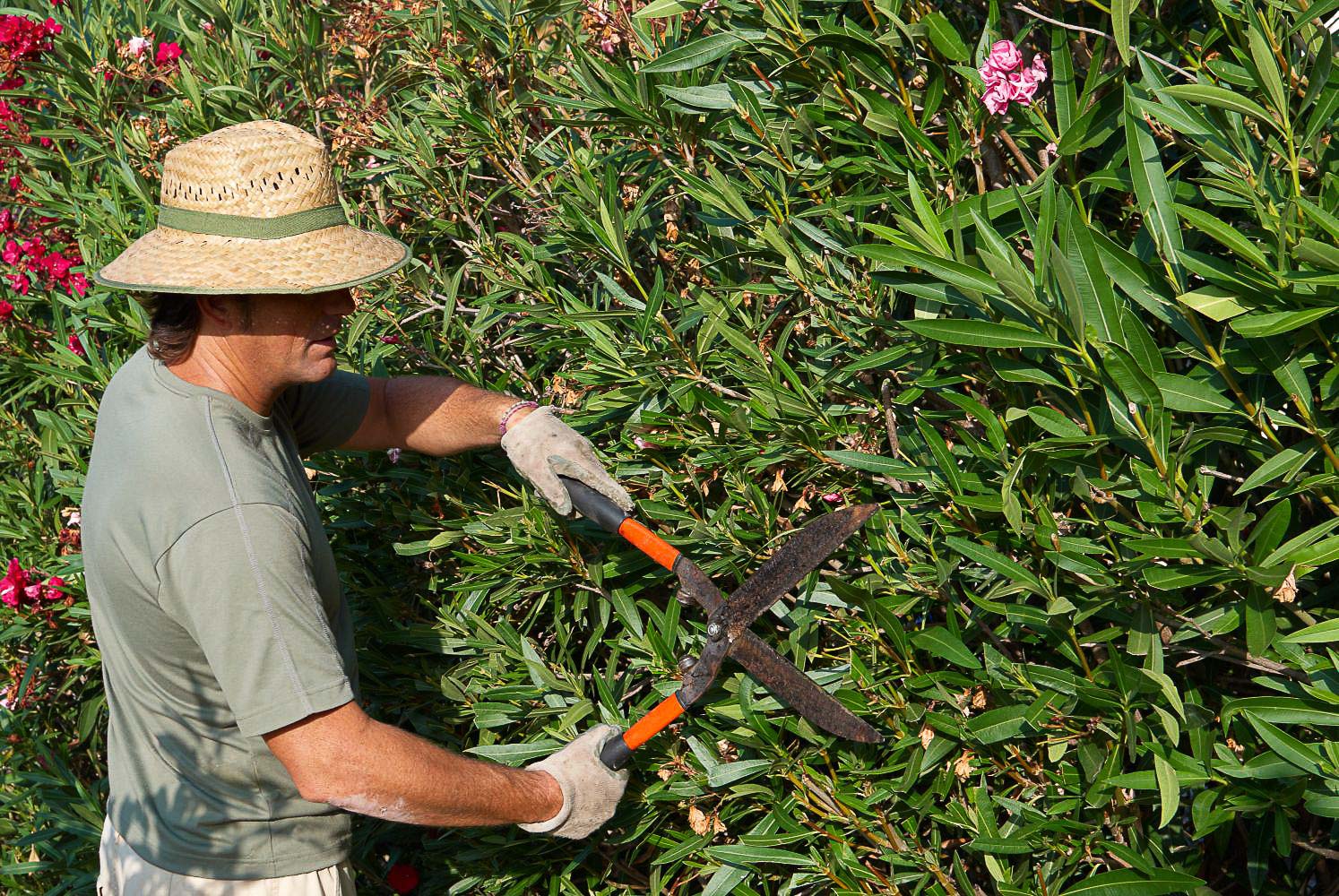 garden shears oleander