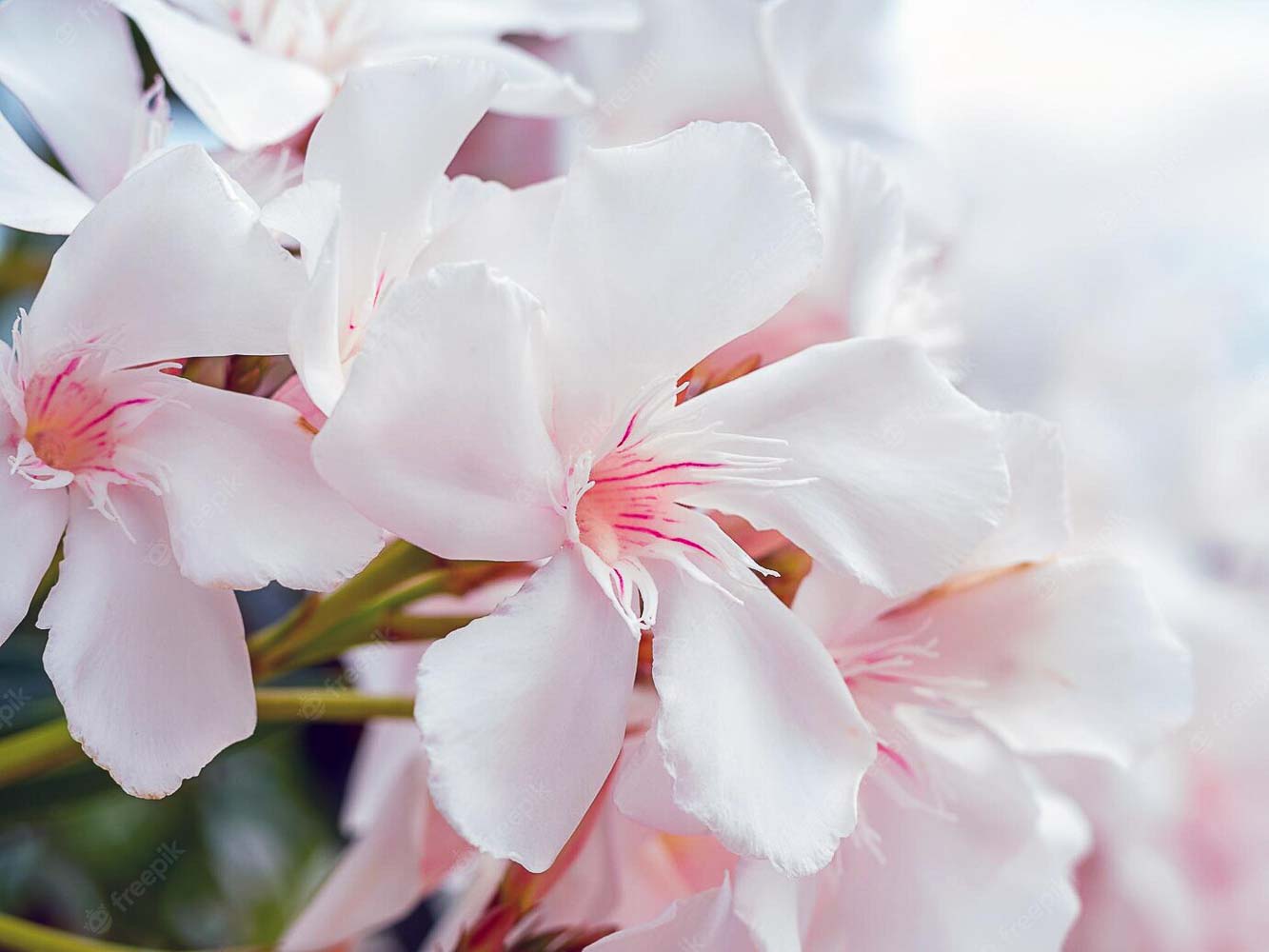 macro photo white pink oleander flowers sunny day 646632 341