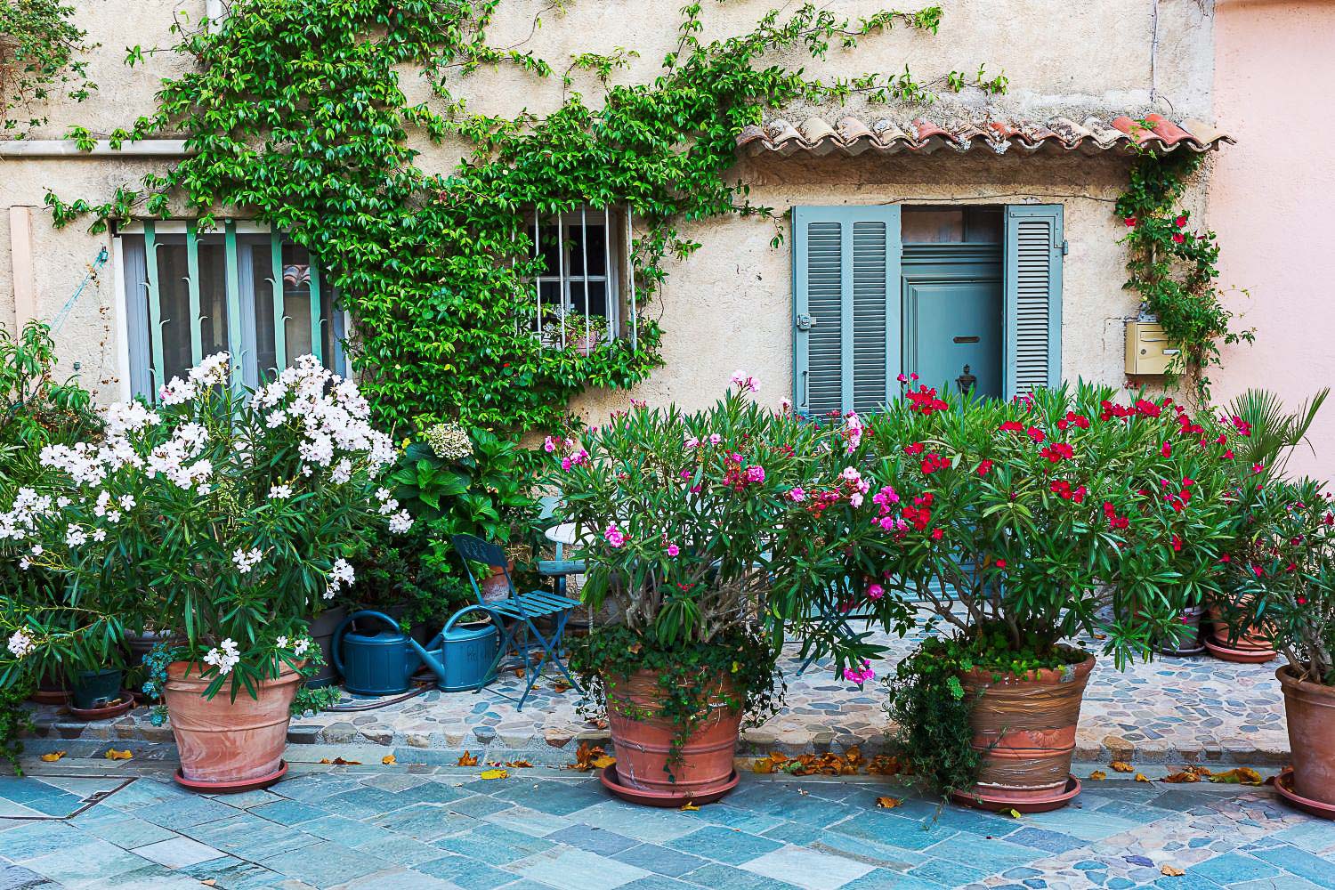 oleander pots