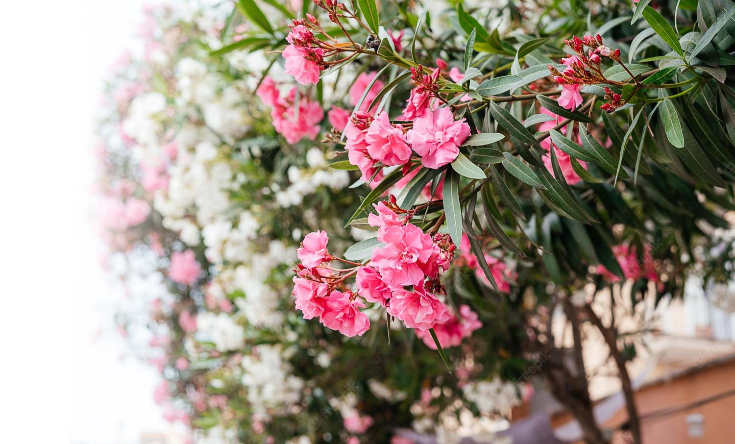 pink oleander flowers bush garden 294132 2588