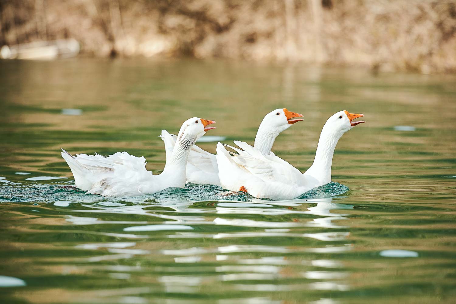 jezero photo 138