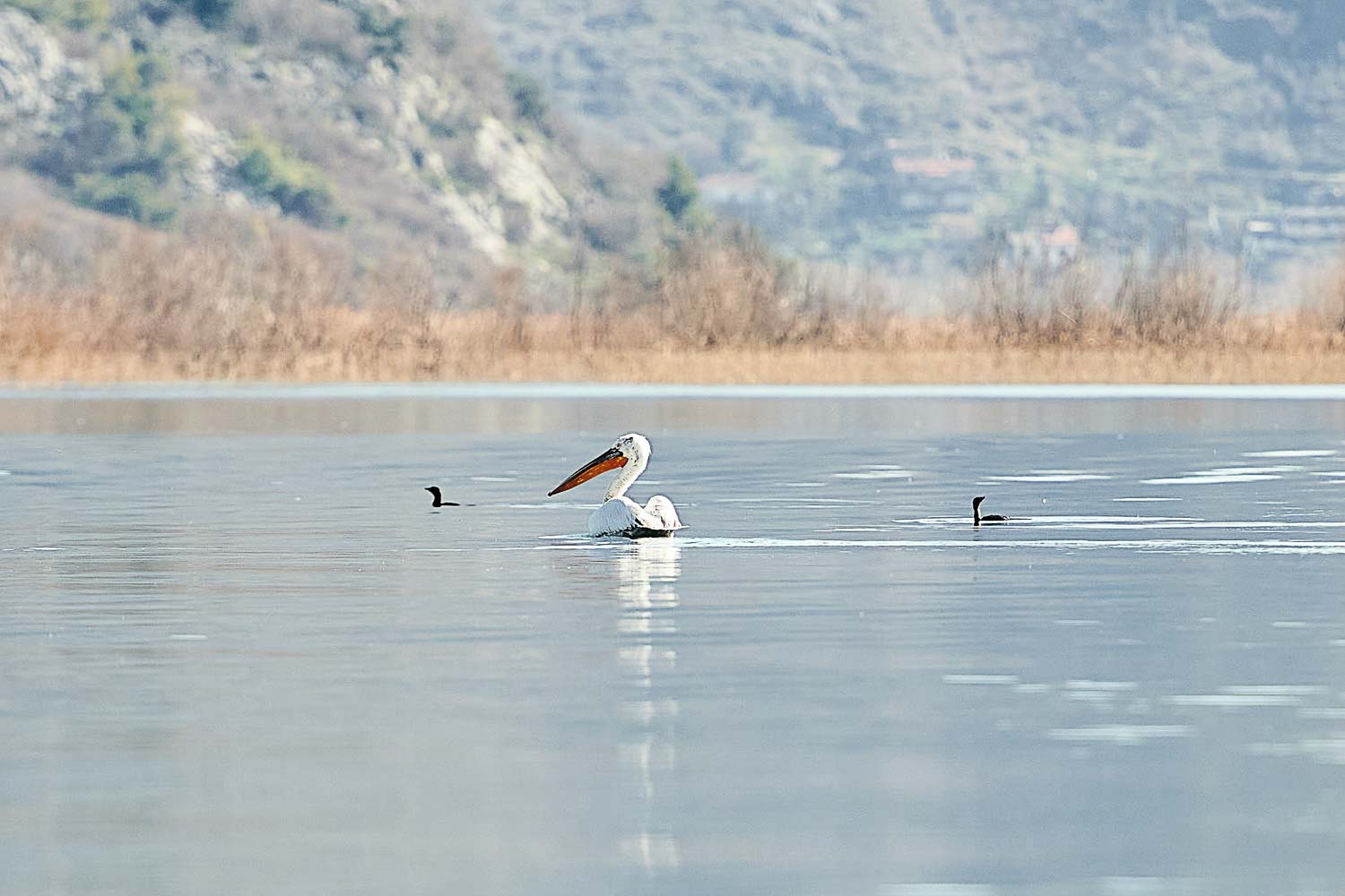 jezero priroda photo 111