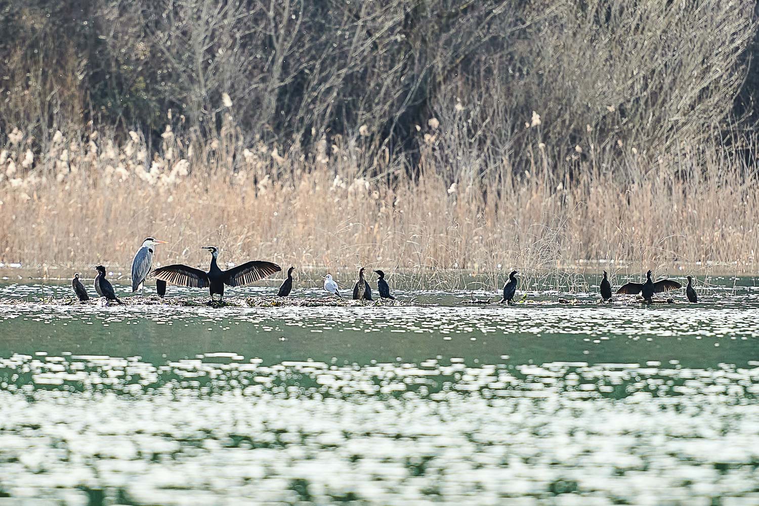 jezero priroda photo 123