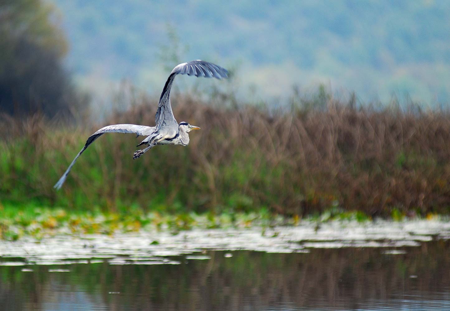 Bird watching Skadar lake 1