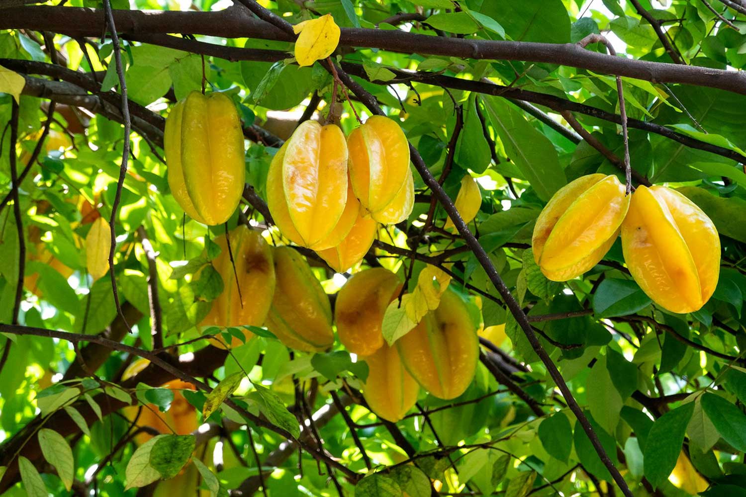 carambola hanging on a tree