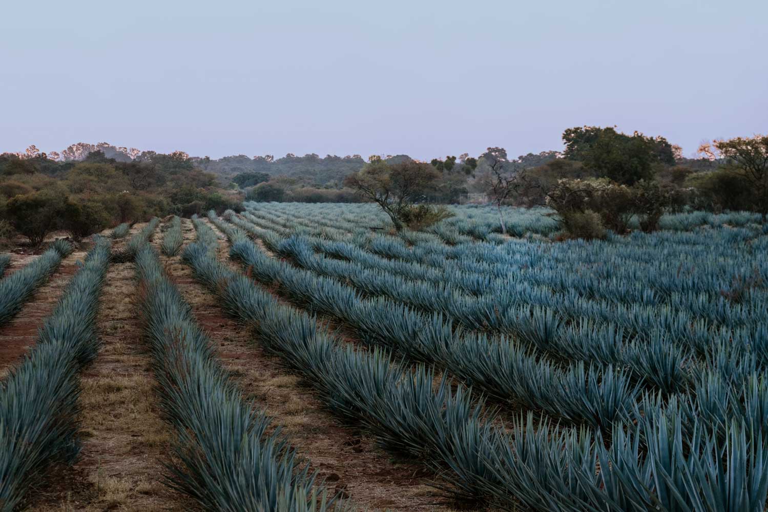 TC TP 2023 Agave 1