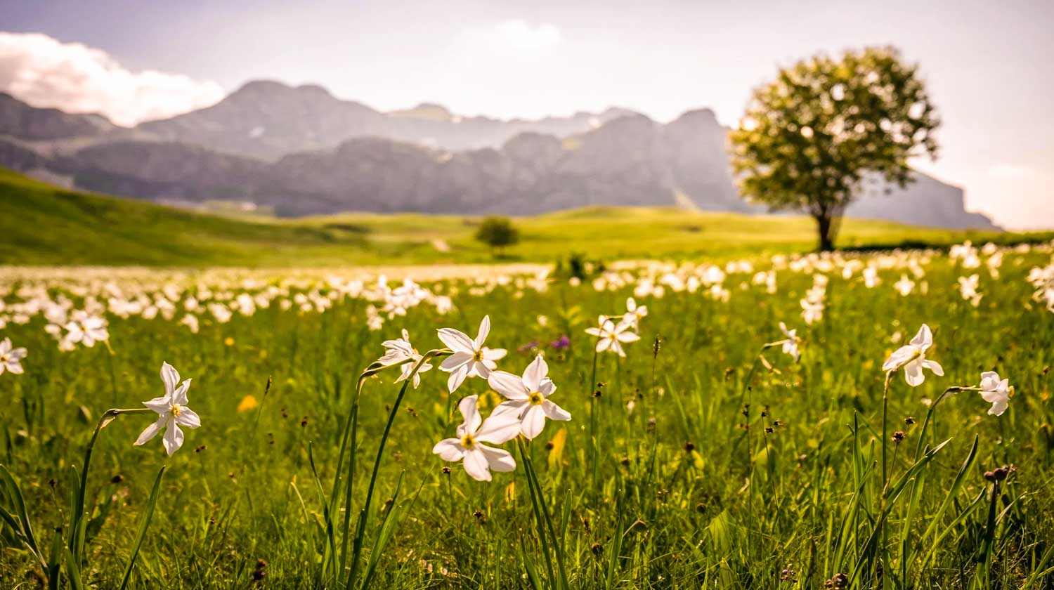 1.Herbalism Lukavica atanackovic nto cg