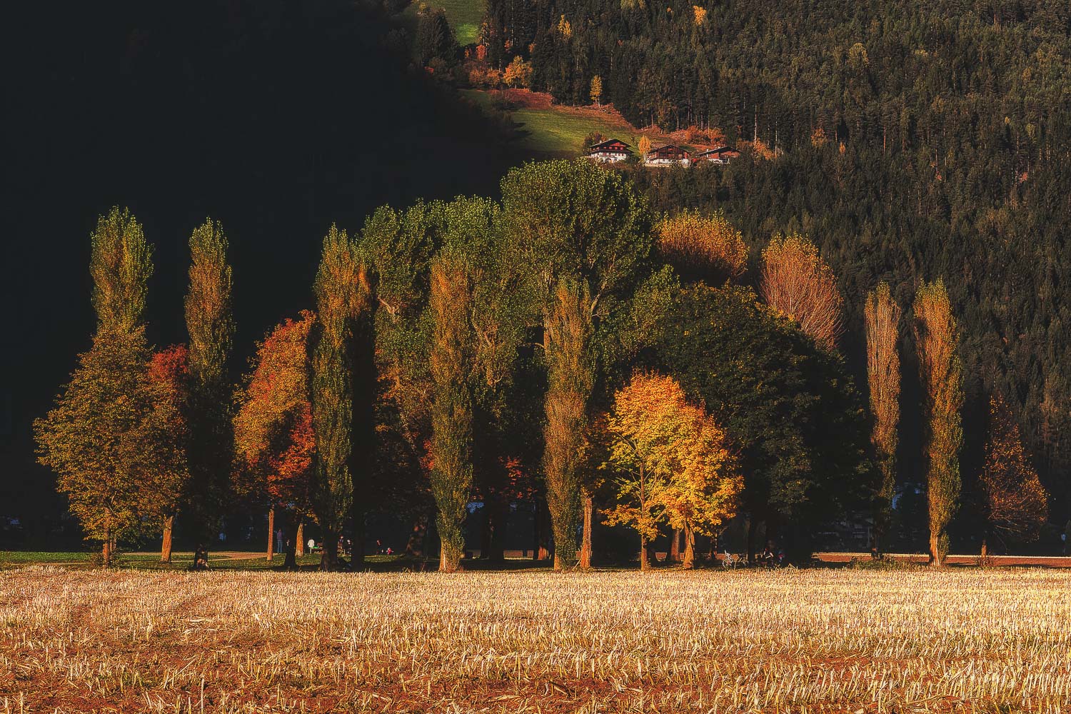 brown green trees