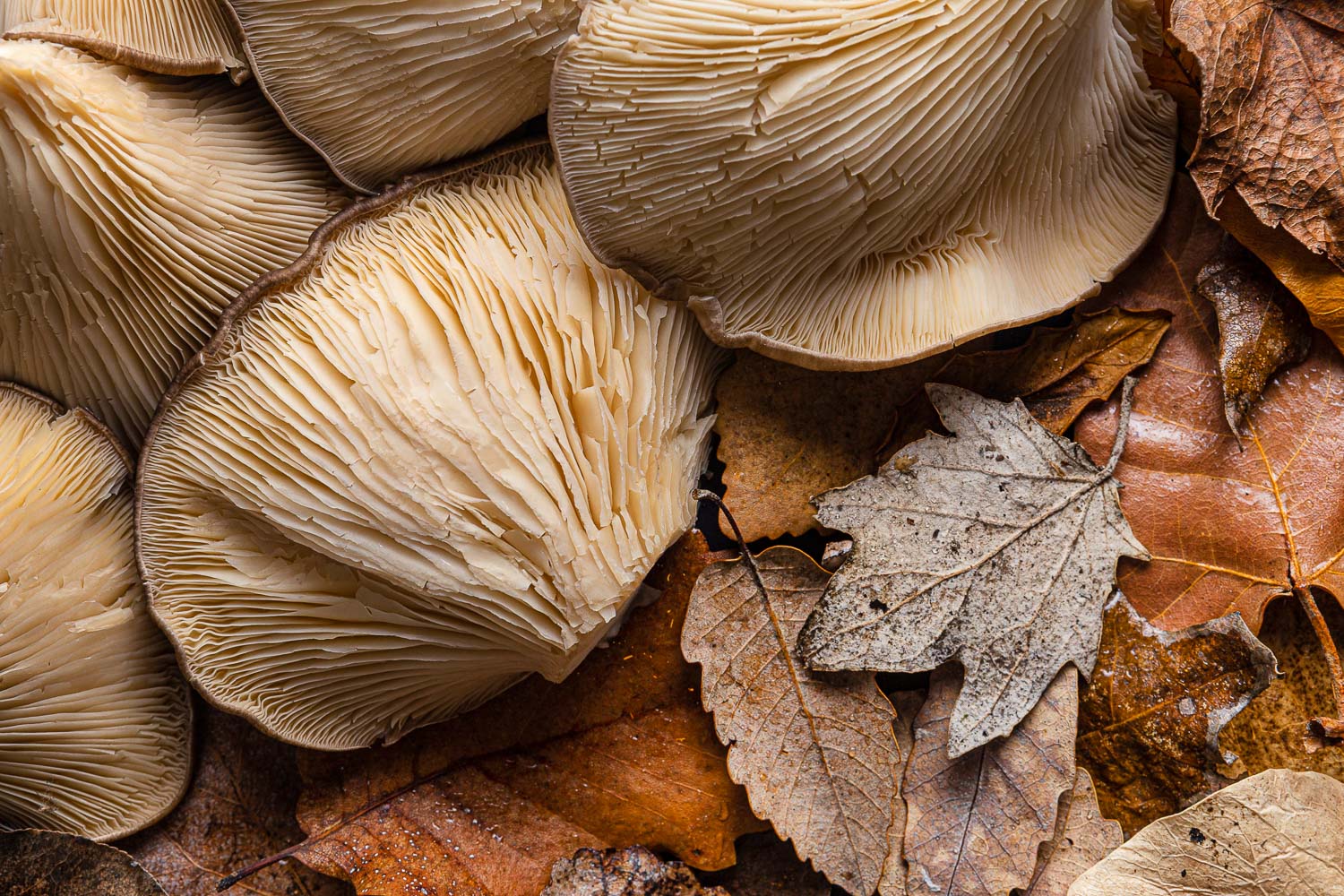 top view organic mushrooms