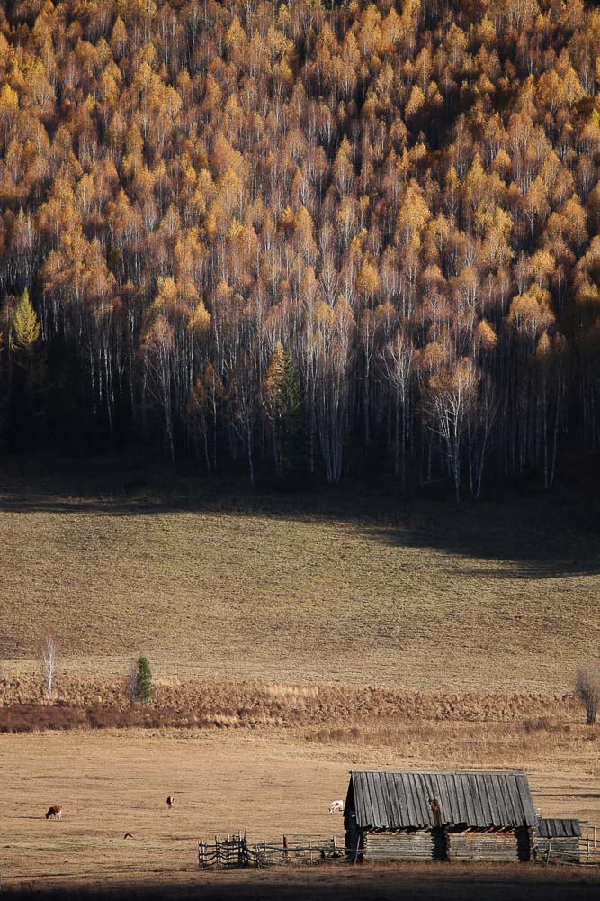 vertical shot autumn forest xijiang china